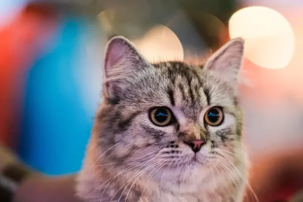 Sandugo Photo and Video Contest